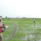 El arroz necesita varios tipos abonos.