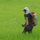 Los insecticidas también suben de precio.
