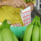 La producción nacional exportable está afectada por el frío.