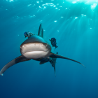 Tiburones, rayas y quimeras, en riesgo de extinción “sin precedentes”.