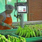 Sector bananero de países de Latinoamérica pide corresponsabilidad en costos.