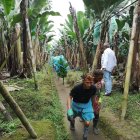 Exportaciones. Desde Valencia, provincia de Los Ríos, sale banano hacia el mercado turco.