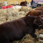 Enseñan a las vacas a ir al baño.