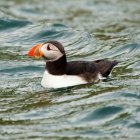Un ejemplar de frailecillo atlántico.
