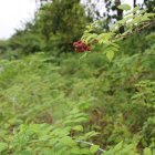 Fotografía que muestra un manto de mora silvestre en una hacienda de la Isla San Cristóbal, el 20 de agosto de 2021, en el archipiélago de Galapágos (Ecuador).