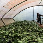 Fotografía de archivo del 9 de julio de 2020 de una planta procesadora de guayusa, en Archidona, en la Amazonía de Ecuador.
