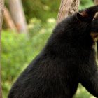Recientemente, las cámaras trampa grabaron al oso andino deambulando dentro de la reserva Narupa, de 1.802 hectáreas y creada en 2006.