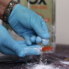 En el sitio se encontraron 380 kilos de cocaína, 390 gramos de marihuana, dos armas de fuego, 73.000 dólares, una lancha, teléfonos móviles y radios de comunicación, entre otras evidencias.