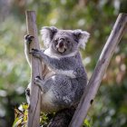 Gran parte de la población de koalas ("Phascolarctos cinereus"), del este de Australia es diezmada por el retrovirus (KoRV), llamado el sida de esta especie y que predispone a sus ejemplares a contraer la clamidia y otras patologías.