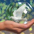 Día internacional de la paz.