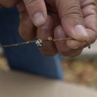 Hecho. La mariquita es un deprerador.