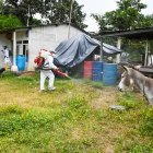 Fumigaciones son contempladas para combatir al Aedes aegypti.