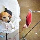 En varios países se han establecido bancos de sangre para las mascotas.