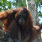 El zoo de Miami lamenta la muerte de una orangután de 44 años tras anestesia.
