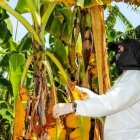 En abril de 2021 se detectó el primer caso en Perú.