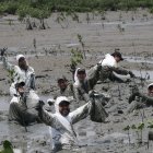 REFORESTACION DE MANGLAR EN LA ISLA PUNA PERIODISTA : JUAN DANIEL PONCE FECHA : 27/09/2021 Agencia (ag-extra)