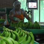 Ventas. Los envíos del banano descendieron un 5%, hasta agosto.