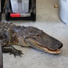 Una persona que circulaba por el lugar escuchó a la mujer pidiendo ayuda y llamó al teléfono de emergencia, informó el cuerpo de bomberos de la ciudad.