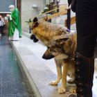 El rescate de los animales es una tarea muy dura, dice el experto.  Nacho Gallego / EFE