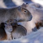 Fotografía de varios carpinchos en el complejo de Barrios Privados "Nordelta", el 22 de septiembre de 2021, en Buenos Aires (Argentina).