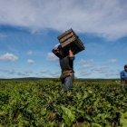 Migrantes trabajan en Estados Unidos. El flujo al país se ha incrementado en los últimos años.