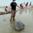 Acción. La tortuga fue atrapada en el sector Las Conchas, en Salinas.
