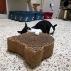 Los gatos reaccionan de maneras distintas ante el catnip. Algunos incluso parecen cazar ratones imaginarios.