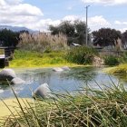 Verdor. El parque cuenta con un humedal que alberga a varios animales.