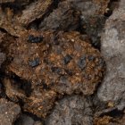 Esta imagen muestra excrementos humanos de 2.600 años de antigüedad procedentes de las minas de sal de Hallstatt, en los que se aprecian judías, mijo y cebada.