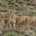 Fotografía a tomada en la región norte la Puna, que muestra un grupo de vicuñas.