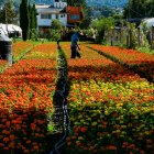 La producción de la flor de cempasúchil en el sur de la Ciudad de México, es inmensa.
Carlos Ramírez / EFE