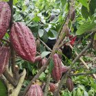 Los productores aún no aprovechan el potencial de CCN-51