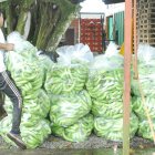 Los bananeros quieren apoyo para la vigilancia fitosanitaria.