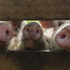 Nueve países de la región activan controles para evitar la llegada del mal porcino.