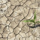 Imagen de archivo de un campo de maíz seco.