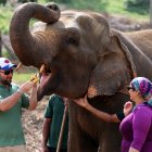 Turistas alimentan a elefantes en un hogar para paquidermos huérfanos en Sri Lanka.