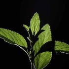 Fotografía de la planta Juanilama el 20 de octubre de 2021, en San José (Costa Rica). Científicos costarricenses detectaron un compuesto en la planta Lippia alba, conocida popularmente como juanilama, que podría contrarrestar células cancerosas gracias a que debilita las células tumorales mientras que al mismo tiempo permite a las células sanas continuar multiplicándose. Expertos en medicina, química, farmacia y productos naturales de la Universidad de Costa Rica (UCR) encontraron en la juanilama cuatro aceites esenciales, de los que uno podría resultar muy eficaz contra el cáncer.