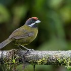 Referencial. Su nombre científico es xanthothorax, que en griego significa "pecho amarillo".