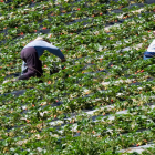Durante seis meses se dedicarán a recolectar fresa, frambuesa, arándanos, moras y cítricos.