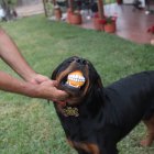 Thor, rottweiler que se alimenta con dieta Barf