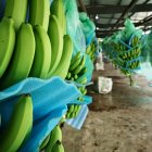 Ecuador los precios son menores al año 2020.