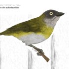 Una gráfica de la subespecie de pinzón, que fue publicada por el Ministerio de Ambiente, Agua y Transición Ecológica en su página web