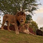 Fotografía divulgada por el zoológico de Honolulu donde aparece el león africano macho Ekundu, de 13 años y que murió por contagio de la covid-19 y la leona Moxy, que dio positivo pero sobrevivió.