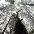 Vista de un bosque en la región del Maule, Chile, en una fotografía de archivo.