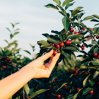 La selección también se dio en Honduras.