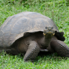 El presidente Lasso llevará a la cumbre de la COP26 un proyecto bandera para las emblemáticas Islas Galápagos.