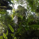 Vista del bosque nuboso Palo Verde, una reserva natural ubicada en el centro de Costa Rica, en una imagen de archivo.