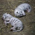 Registro de dos crías de tigre de bengala blanco (Panthera Tigris), en el Zoológico Nacional, en Managua (Nicaragua). Una hembra adulta de tigre de bengala blanco dio a luz a tres crías: dos hembras y un macho.