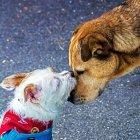 Indicios. Algunos síntomas que determinan que el perro tiene un  problema cardíaco son: la fatiga, la intolerancia al ejercicio o la tos.