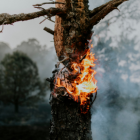 Los incendios forestales serán una constante según estudio.